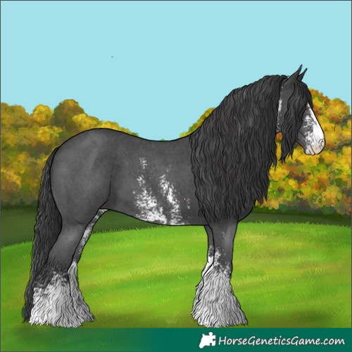 Horse Color:Black Sabino 