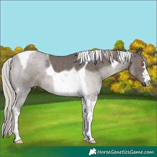 Horse Color:Silver Black Tobiano