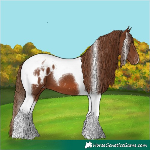 Horse Color:Chestnut Tobiano Appaloosa 