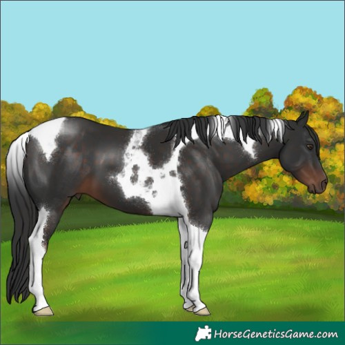 Horse Color:Liver Chestnut Tobiano