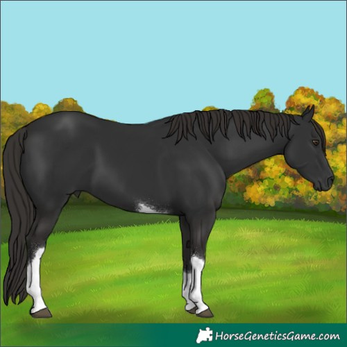 Horse Color:Liver Chestnut Tobiano 