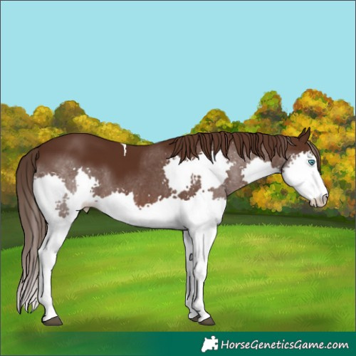 Horse Color:Liver Chestnut Splash Tobiano 