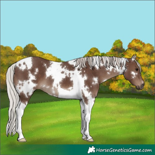 Horse Color:White Spotted Silver Black Tobiano 
