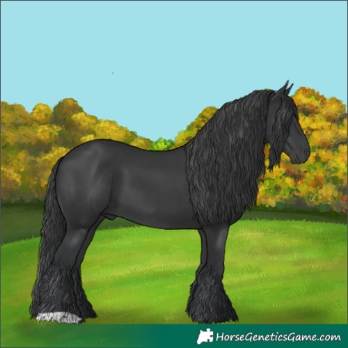 Horse Color:Black 