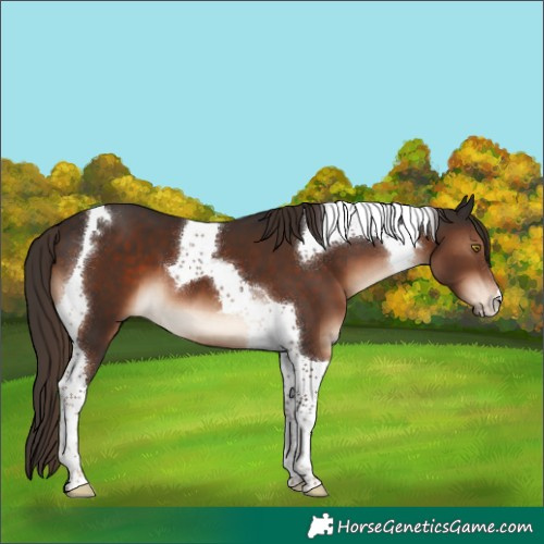Horse Color:Liver Chestnut Tobiano 