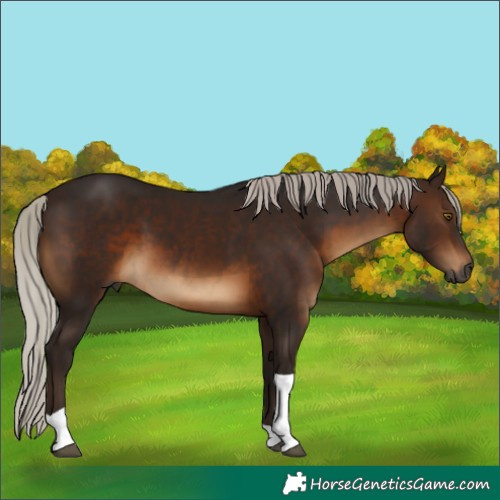 Horse Color:Gray Silver Brown Tobiano