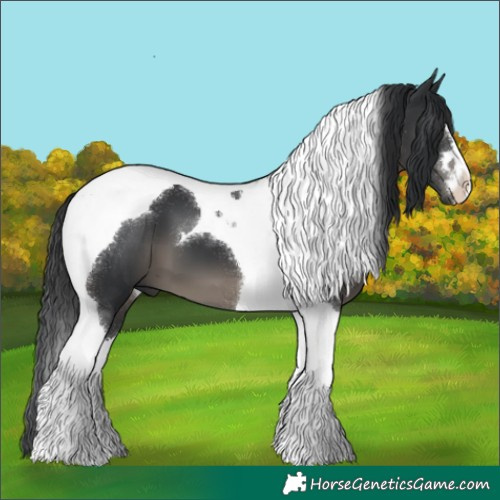 Horse Color:Black Tobiano 