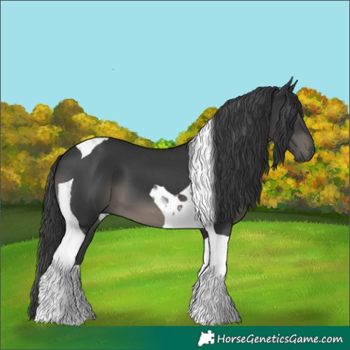Horse Color:Black Tobiano