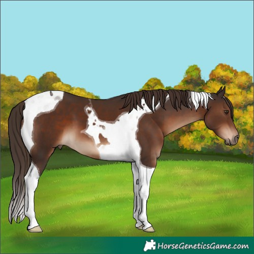 Horse Color:Liver Chestnut Tobiano