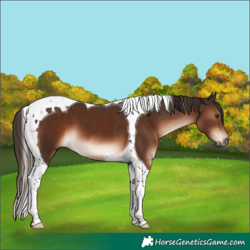 Horse Color:Liver Chestnut Tobiano
