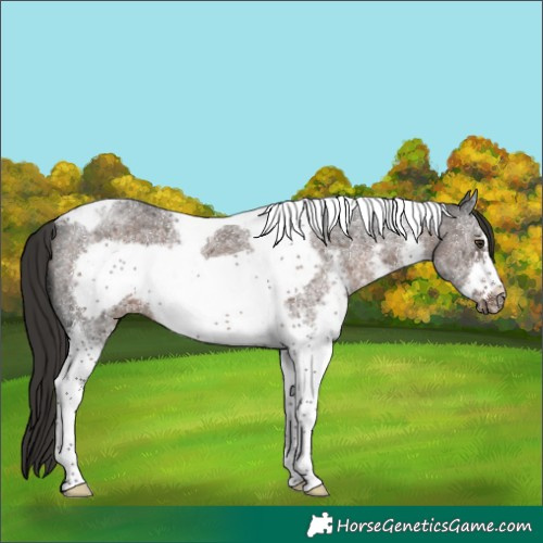 Horse Color:White Spotted Liver Chestnut Tobiano Frame Rabicano