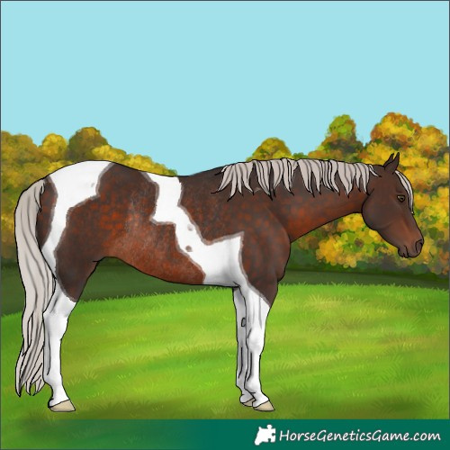 Horse Color:Silver Brown Tobiano Rabicano