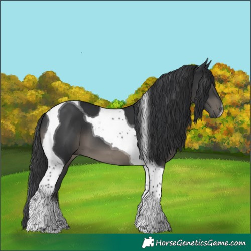 Horse Color:Black Tobiano