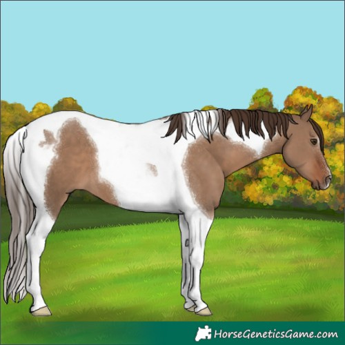 Horse Color:Liver Red Dun Tobiano 
