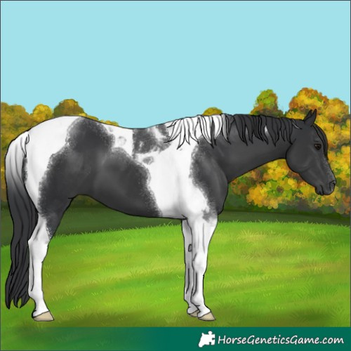 Horse Color:Black Tobiano