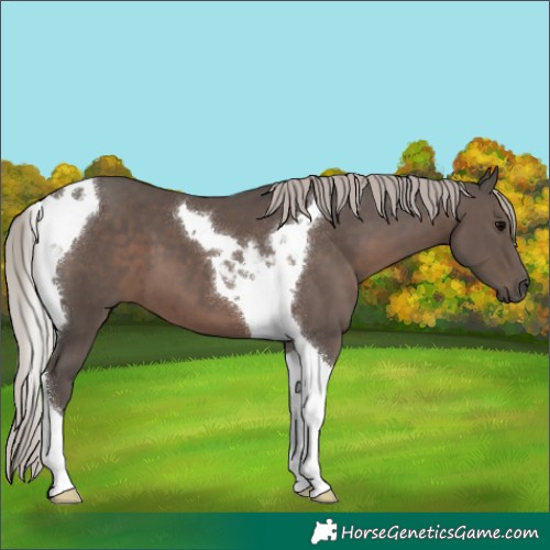 Horse Color:Silver Black Tobiano