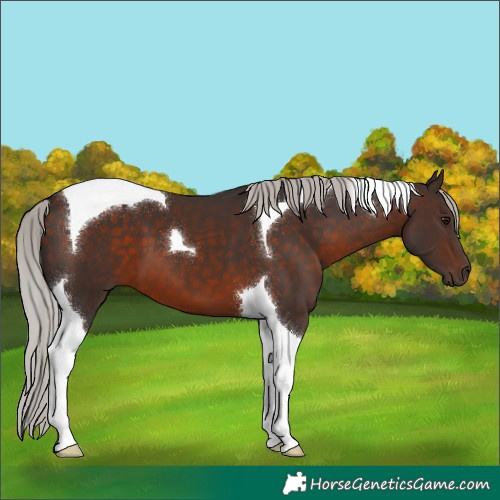 Horse Color:Silver Brown Tobiano