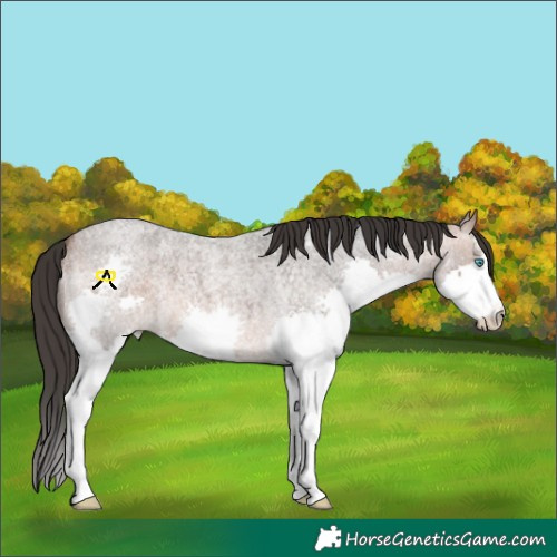 Horse Color:White Spotted Bay Roan Splash 