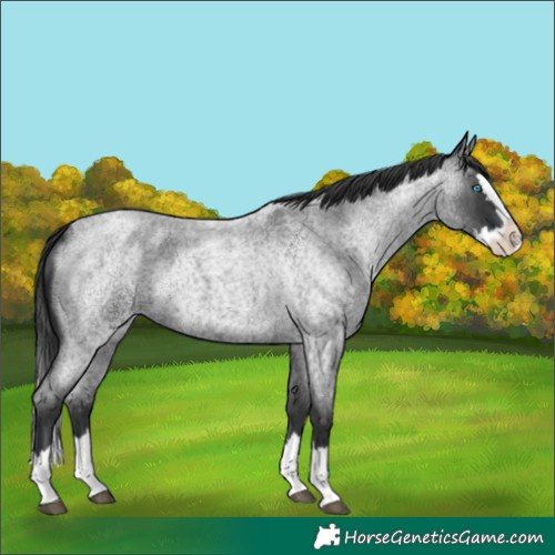 Horse Color:Blue Roan Splash
