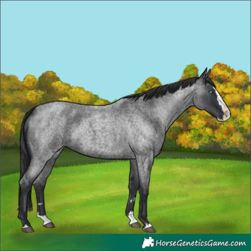Horse Color:Blue Roan Splash 