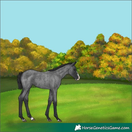 Horse Color:Blue Roan Splash