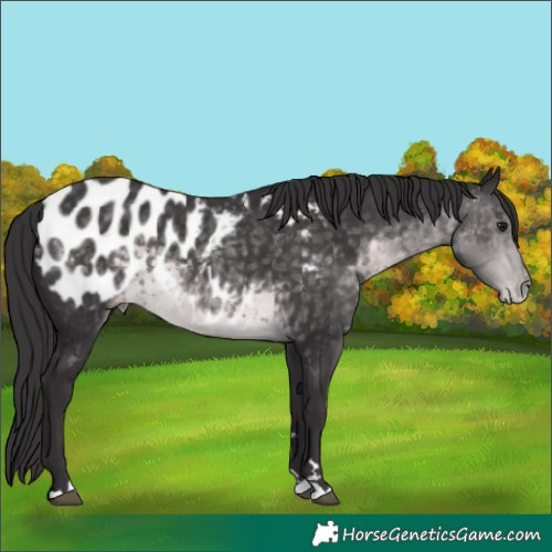 Horse Color:Platinum Buckskin Appaloosa 