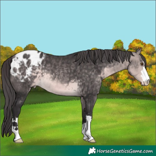 Horse Color:Platinum Buckskin Appaloosa