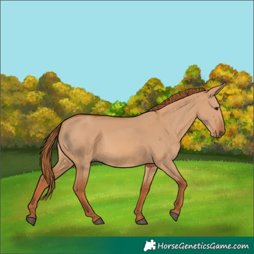 Horse Color:Red Dun