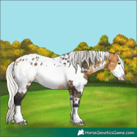 Horse Color:White Spotted Silver Buckskin Frame Blanket