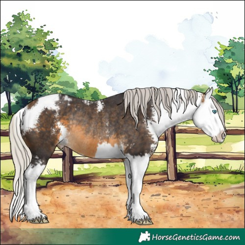 Horse Color:Silver Buckskin Sabino Splash Appaloosa Rabicano 