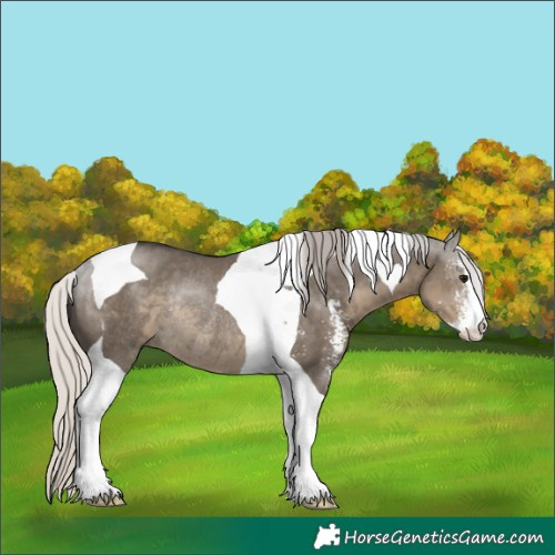 Horse Color:Silver Smoky Grullo Sabino Tobiano Rabicano 