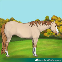 Horse Color:Red Dun 
