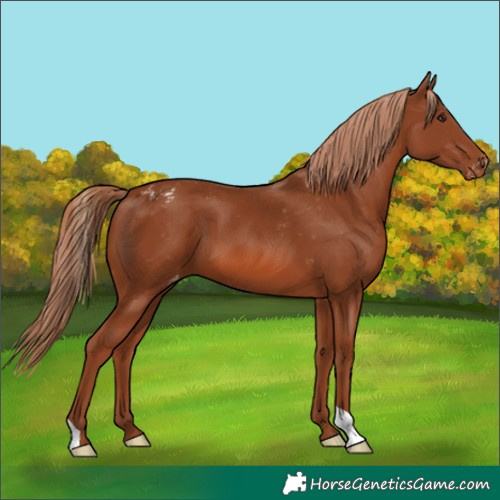 Horse Color:Chestnut Appaloosa 