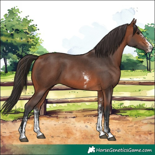 Horse Color:Bay Sabino