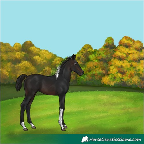 Horse Color:Gray Bay Tobiano 
