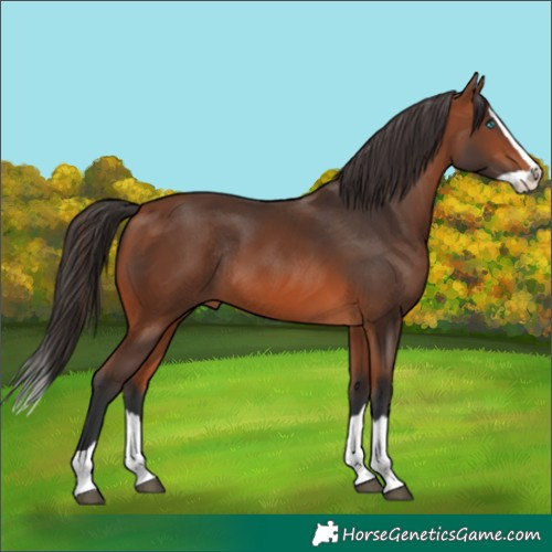 Horse Color:Bay Splash Rabicano