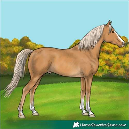 Horse Color:Palomino 