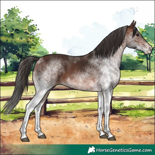 Horse Color:White Spotted Brown