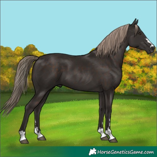 Horse Color:Liver Chestnut 