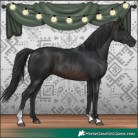 Horse Color:Brown Sabino