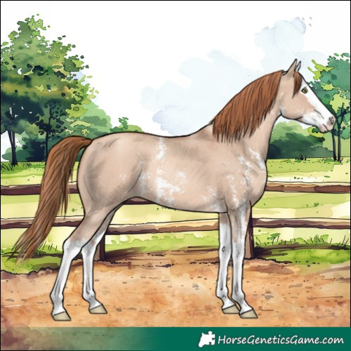 Horse Color:Gold Champagne Dun Sabino Splash 