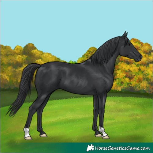 Horse Color:Black 