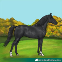 Horse Color:Black 