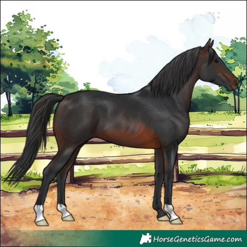 Horse Color:Brown