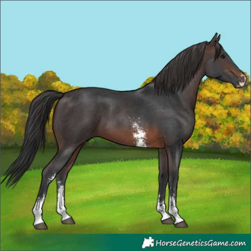 Horse Color:Brown Sabino 