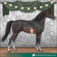 Horse Color:Brown Sabino