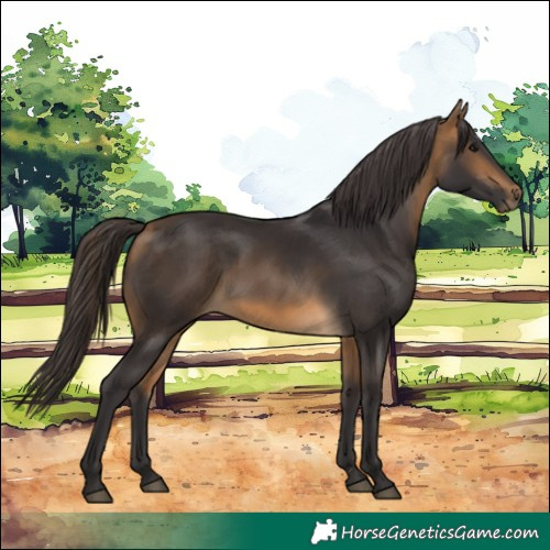 Horse Color:Buckskin 