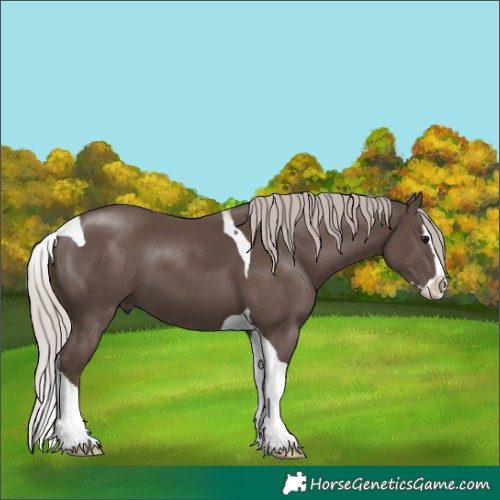 Horse Color:Silver Black Splash Tobiano