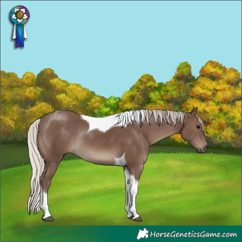 Horse Color:Silver Black Tobiano Rabicano