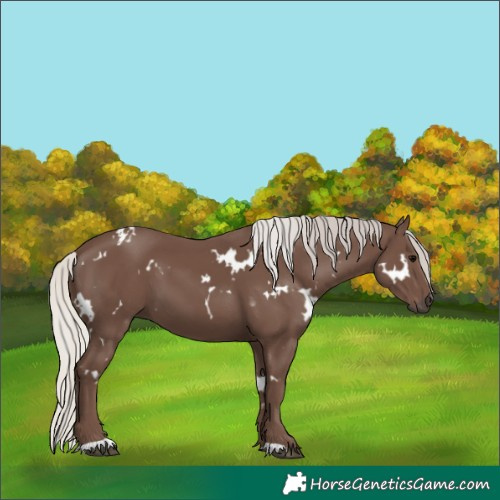 Horse Color:White Spotted Silver Black 